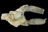 Bargain, Fossil Mud Lobster (Thalassina) - Australia #141030-1